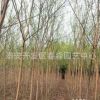 大量供應國槐樹 園林基地 山東國槐樹 睿淼基地 國槐樹