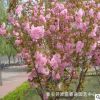 出售日本早櫻 晚櫻 櫻花樹 櫻花苗 園林綠化