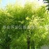 出售各種規(guī)格國槐樹 泰安開發(fā)區(qū)睿淼園藝中心