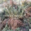 基地直銷紫葉小檗苗工程綠化色塊綠籬花境專用苗木批發