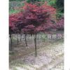 常年紅日本紅楓樹苗行道樹綠化苗木園林工程綠化樹苗批發