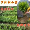 出售羅漢松小苗青臺灣雀舌/羅漢松樹苗 實物拍攝防輻射