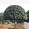 基地直銷 桂花樹 精品桂花樹庭院別墅綠化優(yōu)質綠化四季常青
