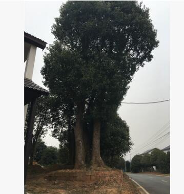 工程綠化苗木 移栽 香樟樹 叢生香樟 湖南香樟種植基地量大從優