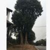 工程綠化苗木 移栽 香樟樹 叢生香樟 湖南香樟種植基地量大從優