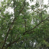 羅漢果