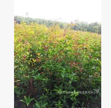 供應金桂 桂花苗