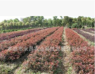 批發紅葉石楠工程苗 2年生紅葉石楠 株高50公分 冠幅25公分