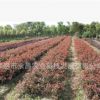 批發紅葉石楠工程苗 2年生紅葉石楠 株高50公分 冠幅25公分