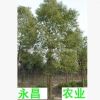 售綠化苗木7公分全冠香樟 9公分全冠香樟 10-12公分香樟