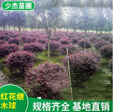 農戶直銷 紅花繼木球批發 紅繼木球 紅桎木樹苗 規格齊全