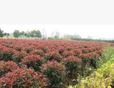 農戶直銷 紅葉石楠球 紅葉石楠毛球 石楠球 品種齊全