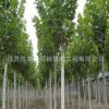 法桐樹苗批發行道風景樹 速生法國梧桐樹工程綠化苗木 市政工程