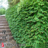 基地直銷 藤本植物爬山虎 綠化苗木 規格齊全 量大優惠 質量好