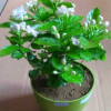 茉莉/茉莉花苗/白色茉莉花等優質種苗