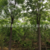 苗圃直銷 8公分各種環(huán)保國槐家槐 定植優(yōu)質(zhì)槐樹國槐實地看貨
