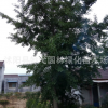 優(yōu)質(zhì)銀杏樹苗圃直銷量大從優(yōu)，歡迎實地看苗