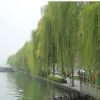 垂柳小苗樹(shù)苗柳樹(shù)枝條垂楊柳樹(shù)苗竹柳樹(shù)苗黃金柳金絲垂柳批發(fā)直柳