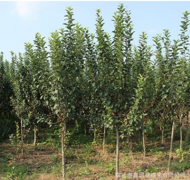 西府海棠批發 大量供應西府海棠 優質供應西府海棠