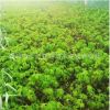 基地直銷 五葉地錦 爬山虎小苗 爬藤植物 耐寒耐旱 園林庭院綠化