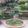 批發羅漢松小苗 綠化苗木 適合盆栽 風景樹 羅漢松盆景批發