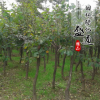 黃櫨小苗 黃櫨綠化苗木 黃櫨樹苗 道路工程綠化 規(guī)格齊全道路