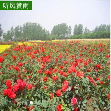 基地供應(yīng)陽臺庭院盆栽花卉植物月季花苗庭院植物觀花植物風(fēng)景花卉