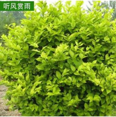綠化苗木工程苗金葉女貞小苗小葉北方南方種植苗庭院綠化苗木
