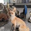 花園擺件田園樹脂森林仿真狐貍園林雕塑擺設工藝品庭院景觀裝飾品