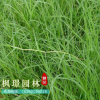 批發(fā)狗牙根草坪（包衣）不長高 球場用耐踐踏草坪 草皮