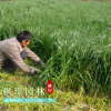【多年生】【黑麥草】【型】【冬季】黑麥草