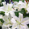 室內桌面綠植盆栽種球花卉 香水百合花種球盆栽苗 一代球開花超大
