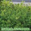 基地直銷盆栽花卉小葉梔子花苗 羅漢梔子花小苗 綠植花量大優(yōu)惠