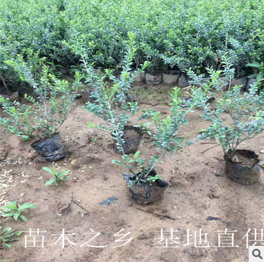 青州花卉供應龜甲冬青 綠化工程道路綠化長期批發