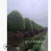 園林綠化 工程苗木 成都桂花 金桂 四季桂 八月桂 樹苗