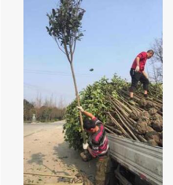 成都高桿桂花批發基地 園林綠化 常綠喬木 苗木 工程綠化 園林