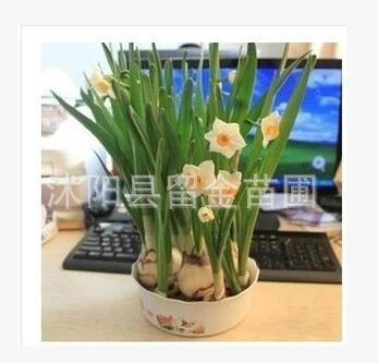 水仙套餐盆栽花卉2013新上市.水仙花種球.水培水生植物