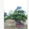 福建常年供應精品羅漢松 造型羅漢松 園林工程綠化樹