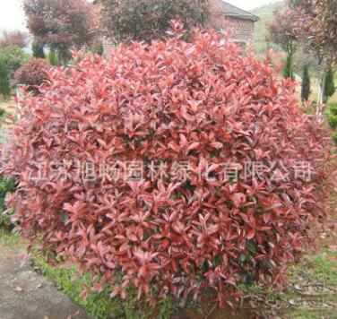 基地批發(fā)紅葉石楠球 供應優(yōu)質(zhì)紅葉石楠小苗 3cm地徑紅葉石楠樹