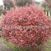 基地批發(fā)紅葉石楠球 供應(yīng)優(yōu)質(zhì)紅葉石楠小苗 3cm地徑紅葉石楠樹
