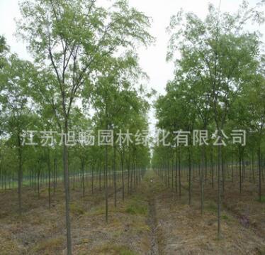 基地直銷櫸樹苗 供應優(yōu)質(zhì)櫸樹苗耐寒耐旱規(guī)格齊全量大從優(yōu)