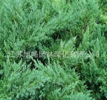 基地大量批發(fā)綠化鋪地 鋪地柏苗 爬地柏 沙地柏苗