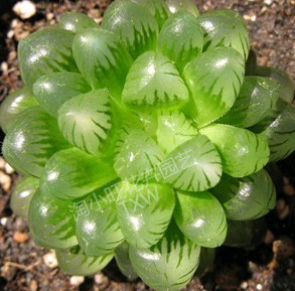 花卉 盆栽 玉露 多肉植物 防輻射 辦公桌綠植盆栽 多肉多漿植物