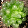 花卉 盆栽 玉露 多肉植物 防輻射 辦公桌綠植盆栽 多肉多漿植物