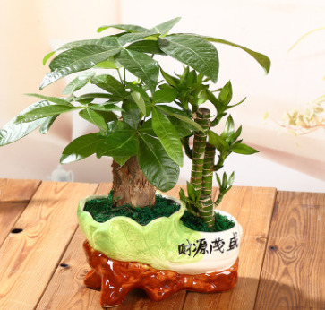 發財樹富貴竹節節高組合辦公室桌面小盆栽綠植園藝