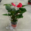 批發(fā)紅掌盆栽觀花植物 紅掌 水培花卉小盆栽 四季開花品種齊全