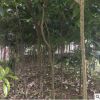 重慶八月桂花樹苗 1-1.2米，綠化名貴苗木批發(fā)