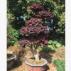 基地直銷 優(yōu)質(zhì)紅繼木樁 供應(yīng)造型紅花繼木量大價優(yōu) 樹樁盆景批發(fā)