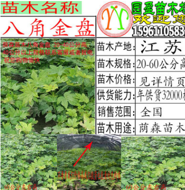 八角金盤床苗20-60公分高八角金盤大苗蔭森工程綠化苗八角金盤