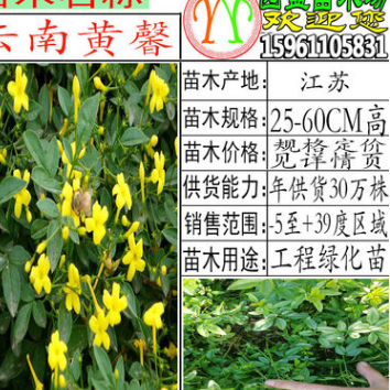 批發黃馨苗金色的小喇叭常綠垂枝云南黃素馨工程綠化苗云南黃馨